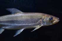 Top “thủy quái” nước ngọt nguy hiểm nhất hành tinh