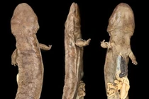 "Soi" loài kỳ giông khổng lồ, có con 2m ở TQ