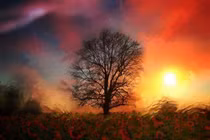 Ngắm những bức ảnh đẹp siêu tưởng được chụp từ iphone (2) 