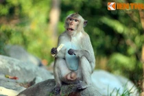 Độc đáo những danh thắng đầy khỉ ở Việt Nam 