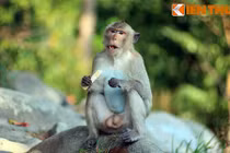 Độc đáo những danh thắng đầy khỉ ở Việt Nam 