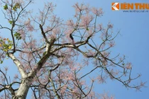 Ngẩn ngơ ngắm sắc hoa ngô đồng hồng rực Hoàng thành Huế