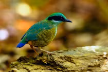 Loạt ảnh cực đẹp về chim rừng Việt Nam của Tăng A Pẩu