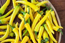 Giống ớt lạ siêu dài, chi chít quả càng nhìn càng sướng mắt