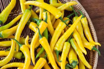 Giống ớt lạ siêu dài, chi chít quả càng nhìn càng sướng mắt