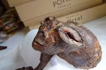 Ẩn số hàng loạt xác chết người ngoài hành tinh năm 1941