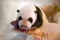 Chết mê cặp gấu trúc song sinh nặng nhất thế giới vừa ra đời