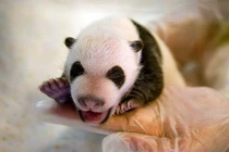 Chết mê cặp gấu trúc song sinh nặng nhất thế giới vừa ra đời