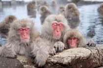 Tận mục thắng cảnh suối nước nóng đầy khỉ của Nhật Bản 