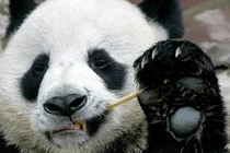 Gấu trúc lười "yêu" nổi tiếng Thái Lan chết ở tuổi 19