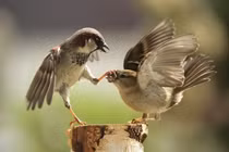 Những khoảnh khắc để đời do chụp đúng thời điểm