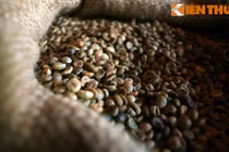 Thăm làng cà phê độc nhất vô nhị Việt Nam 