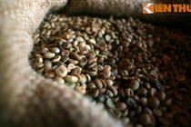 Thăm làng cà phê độc nhất vô nhị Việt Nam 