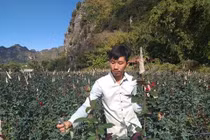 Bỏ thủ đô lên núi trồng hoa hồng, trai trẻ 9x phất trông thấy