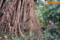 Cận cảnh cây đa khủng vòng thân 20 mét ở Quảng Ngãi