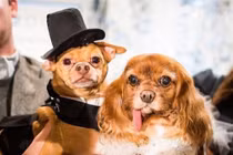 Choáng với váy hơn 200 triệu, vòng cưới 2,9 tỷ của cặp chó nổi tiếng