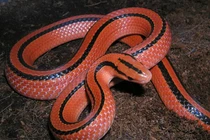 Ngắm loài rắn đỏ rực bị săn lùng ráo riết ở Việt Nam