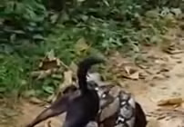 Cái kết bất ngờ khi trăn gấm quằn quại siết chó mực