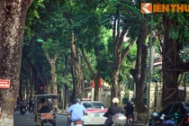 Soi “phố cổ thụ” đẹp nhất Thủ đô may mắn thoát án tử