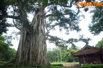 Giải mã "cây đa bóp cổ" kỳ lạ ở Lam Kinh