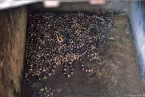 Hình độc về làng rắn Lệ Mật năm 1991 của phó nháy Tây 