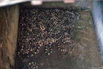 Hình độc về làng rắn Lệ Mật năm 1991 của phó nháy Tây 