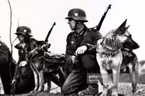 Ít ai ngờ, chó được giao nhiệm vụ khắc nghiệt này trong Thế chiến II 