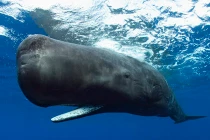 10 “quái vật” Biển Đông khủng khiếp có thật