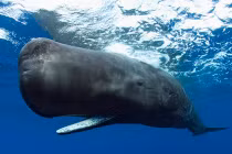 10 “quái vật” Biển Đông khủng khiếp có thật