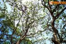 Tận mục cây nhãn trăm tuổi độc đáo nhất Việt Nam 