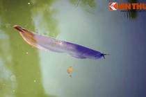 Ngắm cá rồng bạc triệu trong hồ nước Tử Cấm Thành Huế