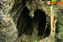 Khám phá cây thị "lô cốt" khổng lồ có 1-0-2 ở VN 