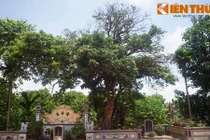 Cận cảnh cây nhãn cổ thụ khổng lồ có 1-0-2 ở VN