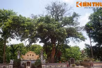 Cận cảnh cây nhãn cổ thụ khổng lồ có 1-0-2 ở VN