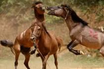 Những lễ hội ngựa độc nhất vô nhị ở Việt Nam