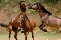 Những lễ hội ngựa độc nhất vô nhị ở Việt Nam