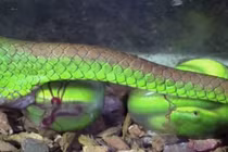 Chết khiếp cảnh rắn lục đuôi đỏ Việt Nam đau đớn đẻ con