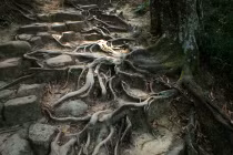 Cận cảnh đường mòn cổ, kỳ lạ bậc nhất Việt Nam