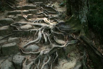 Cận cảnh đường mòn cổ, kỳ lạ bậc nhất Việt Nam