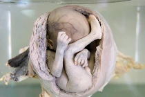 Điều khiếp đảm ở bảo tàng rùng rợn nhất Thái Lan