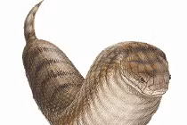 Ẩn số về loài rắn huyền bí của Nhật Bản