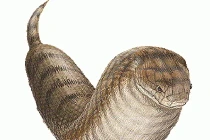 Ẩn số về loài rắn huyền bí của Nhật Bản