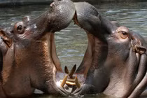 Điểm danh động vật cực quý ở Khu sinh thái Mường Thanh