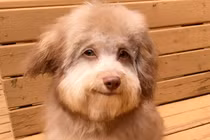 Chú chó lai gương mặt "hot boy" giống người gây "sốt xình xịch"