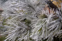 Ảnh “nóng hổi” về tuyết rơi ở Việt Nam đầu năm 2016