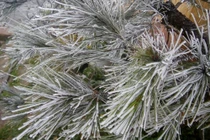 Ảnh “nóng hổi” về tuyết rơi ở Việt Nam đầu năm 2016