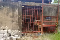 ENV đề nghị Bình Dương chấm dứt việc nuôi hổ thí điểm