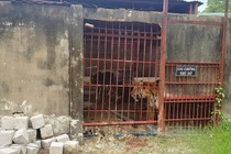 ENV đề nghị Bình Dương chấm dứt việc nuôi hổ thí điểm