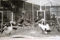 Ảnh cực độc về Thảo Cầm Viên Sài Gòn 100 năm trước