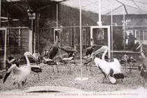 Ảnh cực độc về Thảo Cầm Viên Sài Gòn 100 năm trước